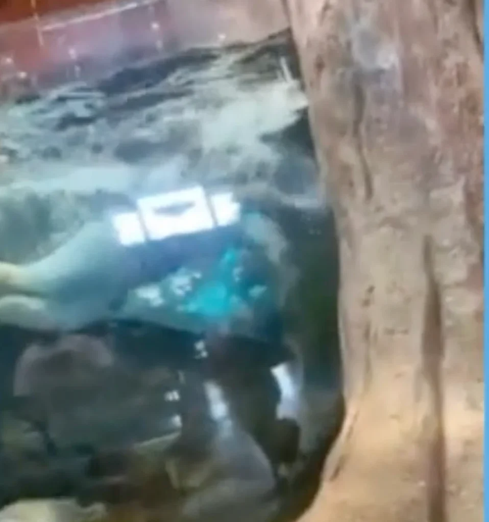 Wise swimming in the tank.