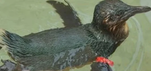 Funny Crimes in Australia: The Welshmen vs Dirk the Penguin