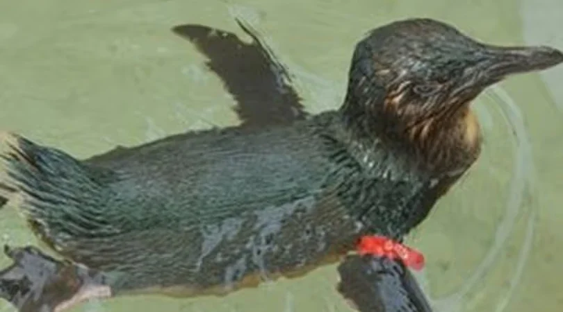 Funny Crimes in Australia: The Welshmen vs Dirk the Penguin