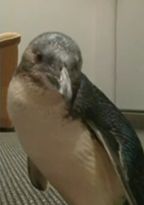 Dirk the penguin in their apartment. Looks confused, doesn't he?