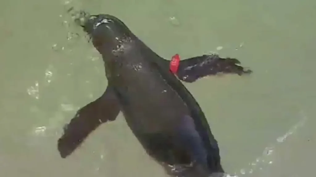 Dirk swimming happily back at home in Sea World.
